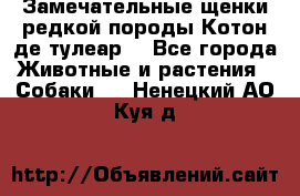 Замечательные щенки редкой породы Котон де тулеар  - Все города Животные и растения » Собаки   . Ненецкий АО,Куя д.